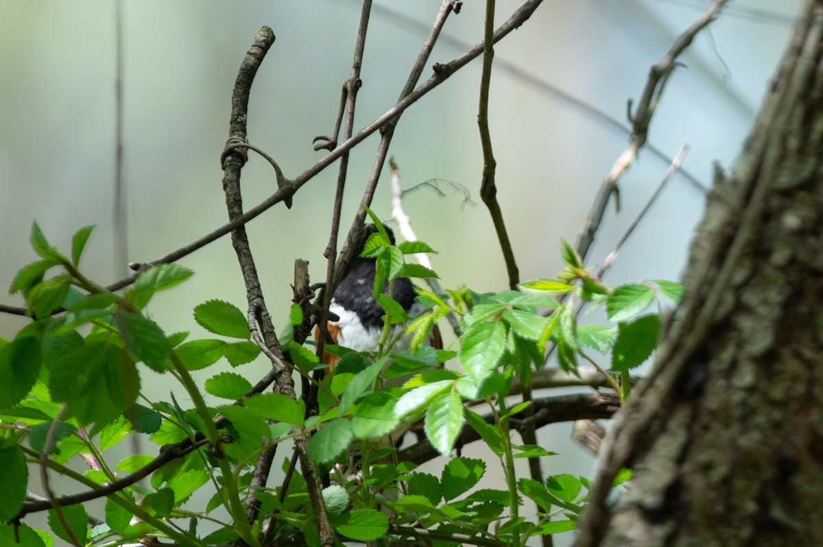 Eastern Towhee - ML446998471
