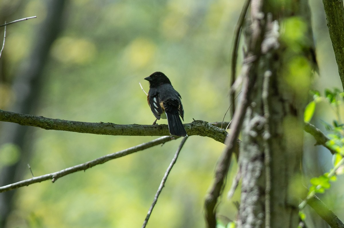 Eastern Towhee - ML446998481