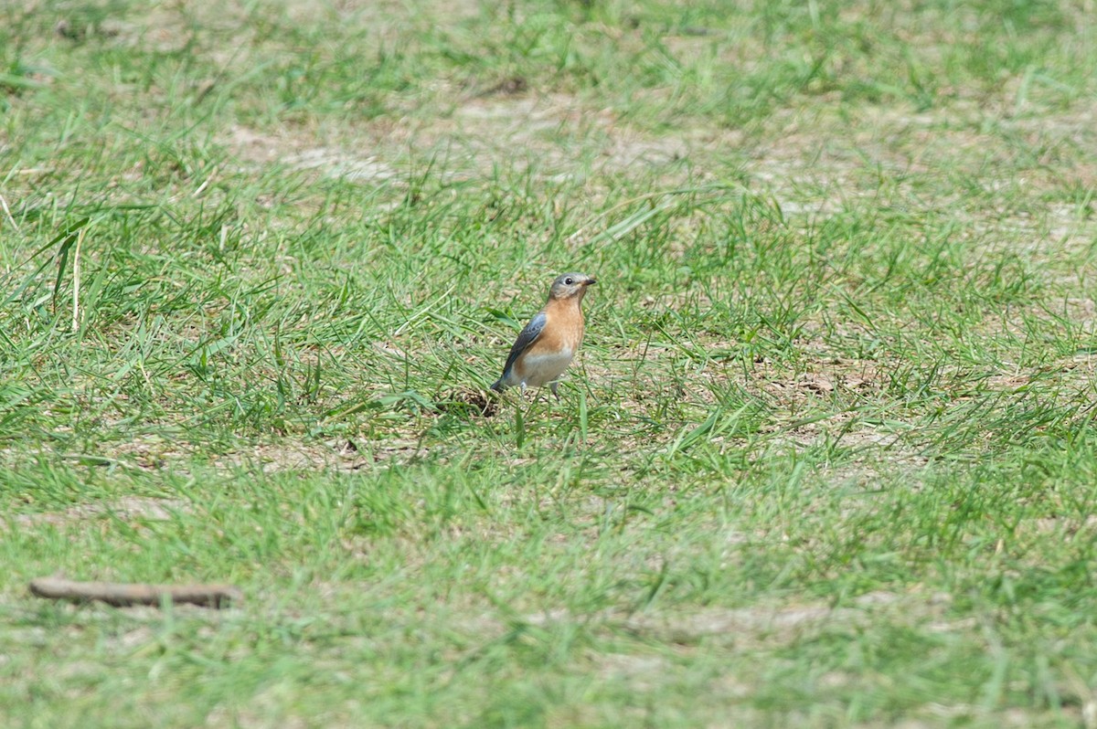 Eastern Bluebird - ML446998621