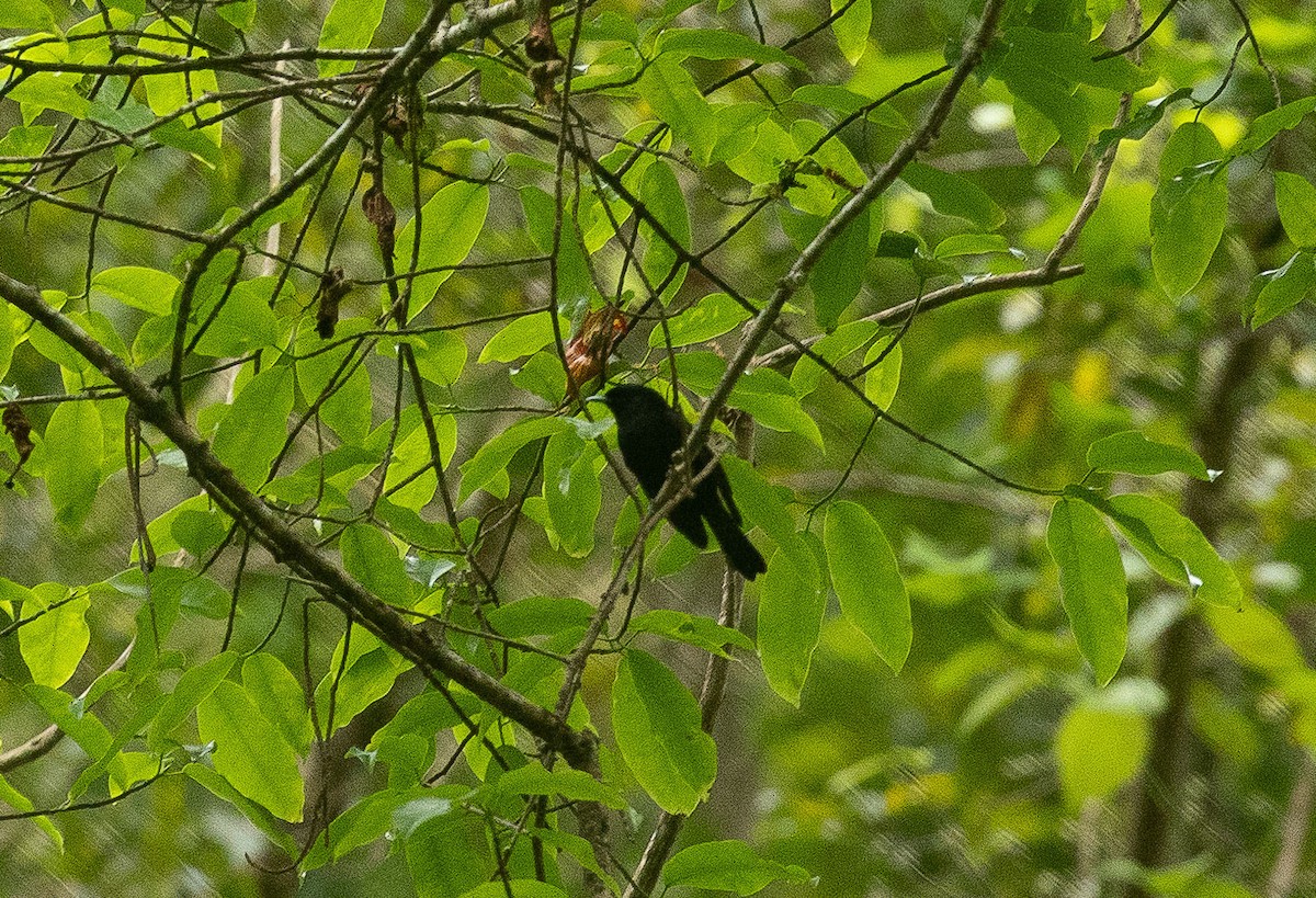 Tahiti Monarch - Santiago Imberti