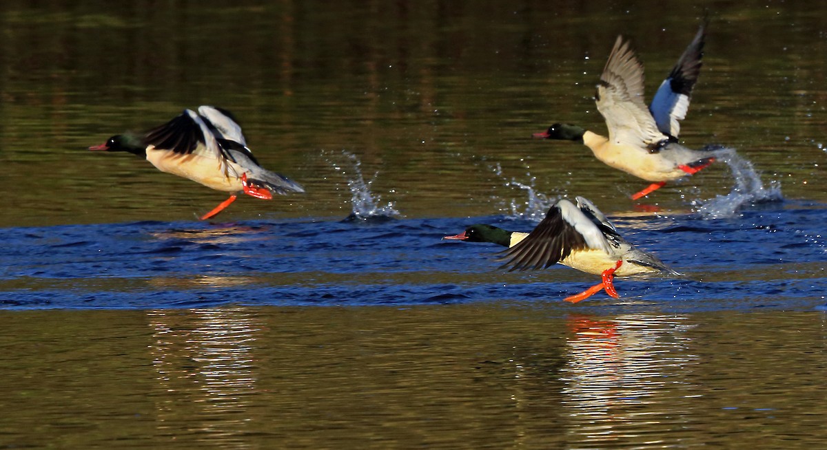 Common Merganser (Eurasian) - Nigel Voaden