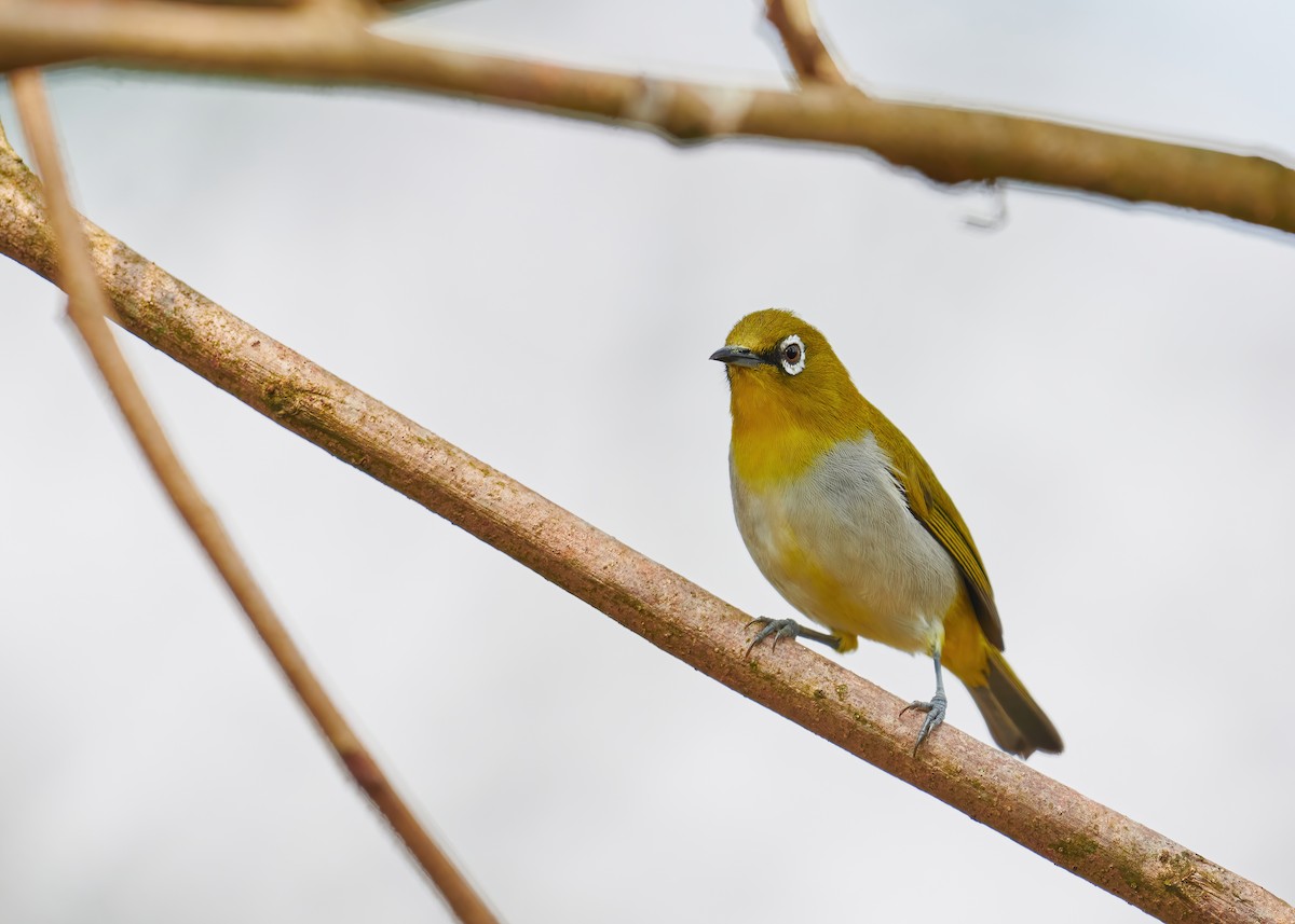 Indian White-eye - Karthik S