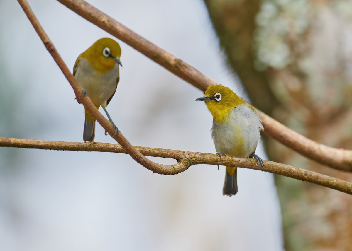 Indian White-eye - ML447001471