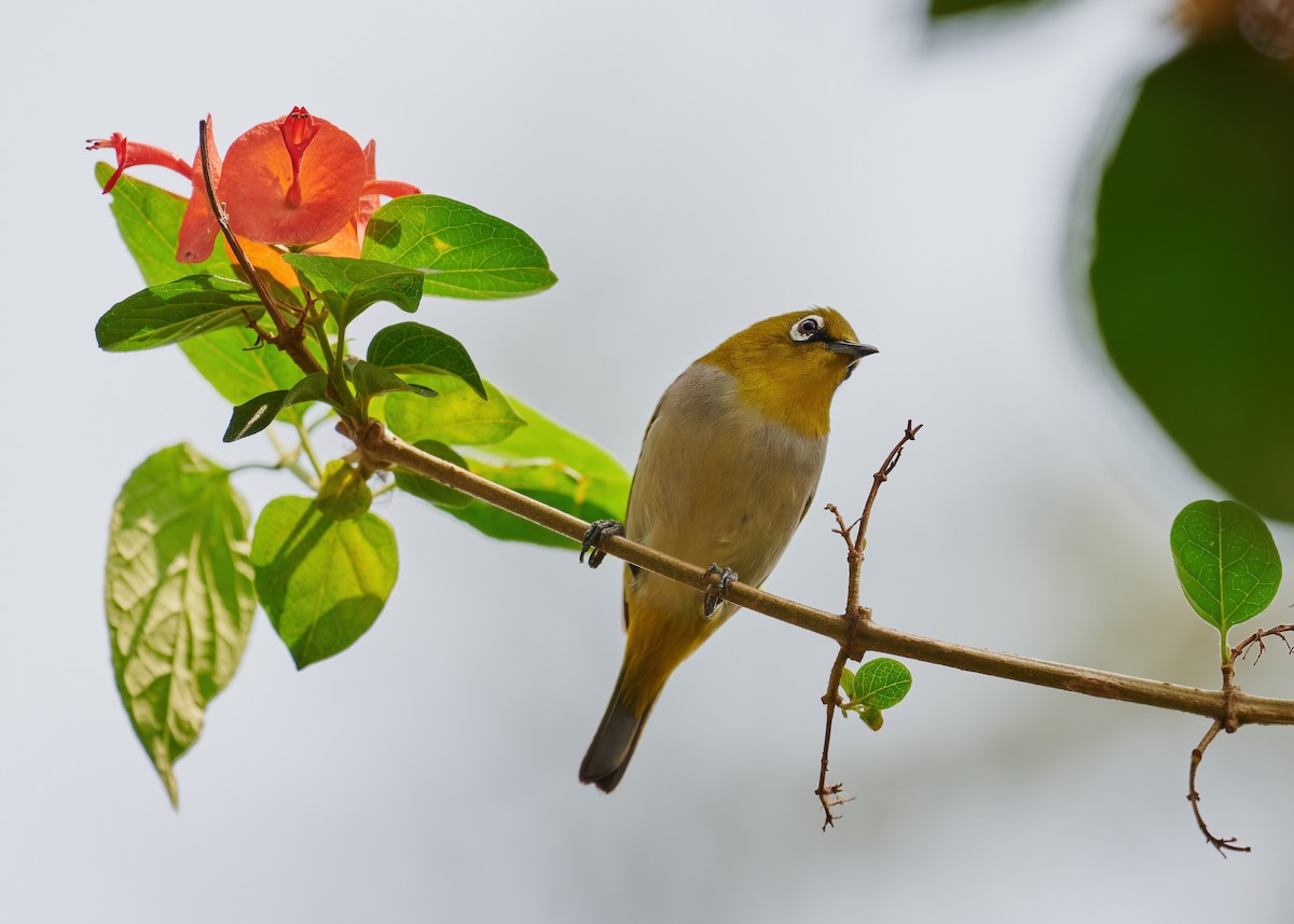 Indian White-eye - ML447001481