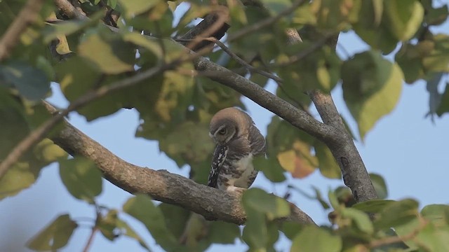 Forest Owlet - ML447002001