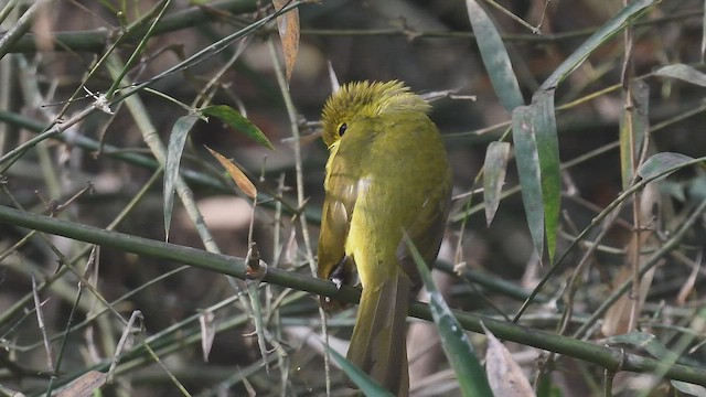 Yellow-browed Bulbul - ML447002021