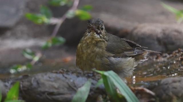 Indian Blue Robin - ML447002741