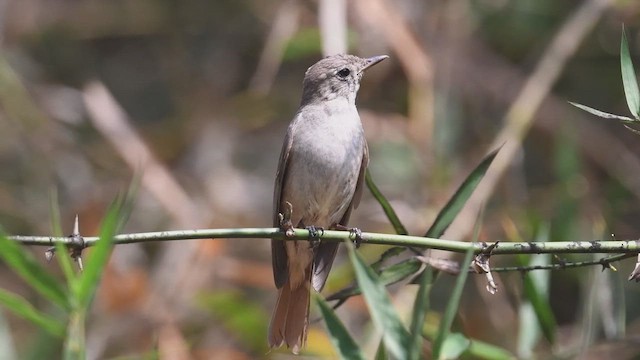 Rusty-tailed Flycatcher - ML447002761