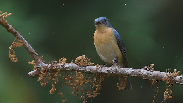 Tickell's Blue Flycatcher - ML447002921