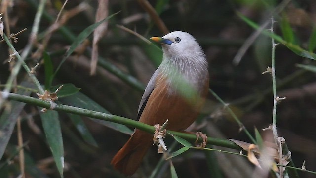 Malabar Starling - ML447002941