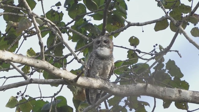 Mottled Wood-Owl - ML447003271