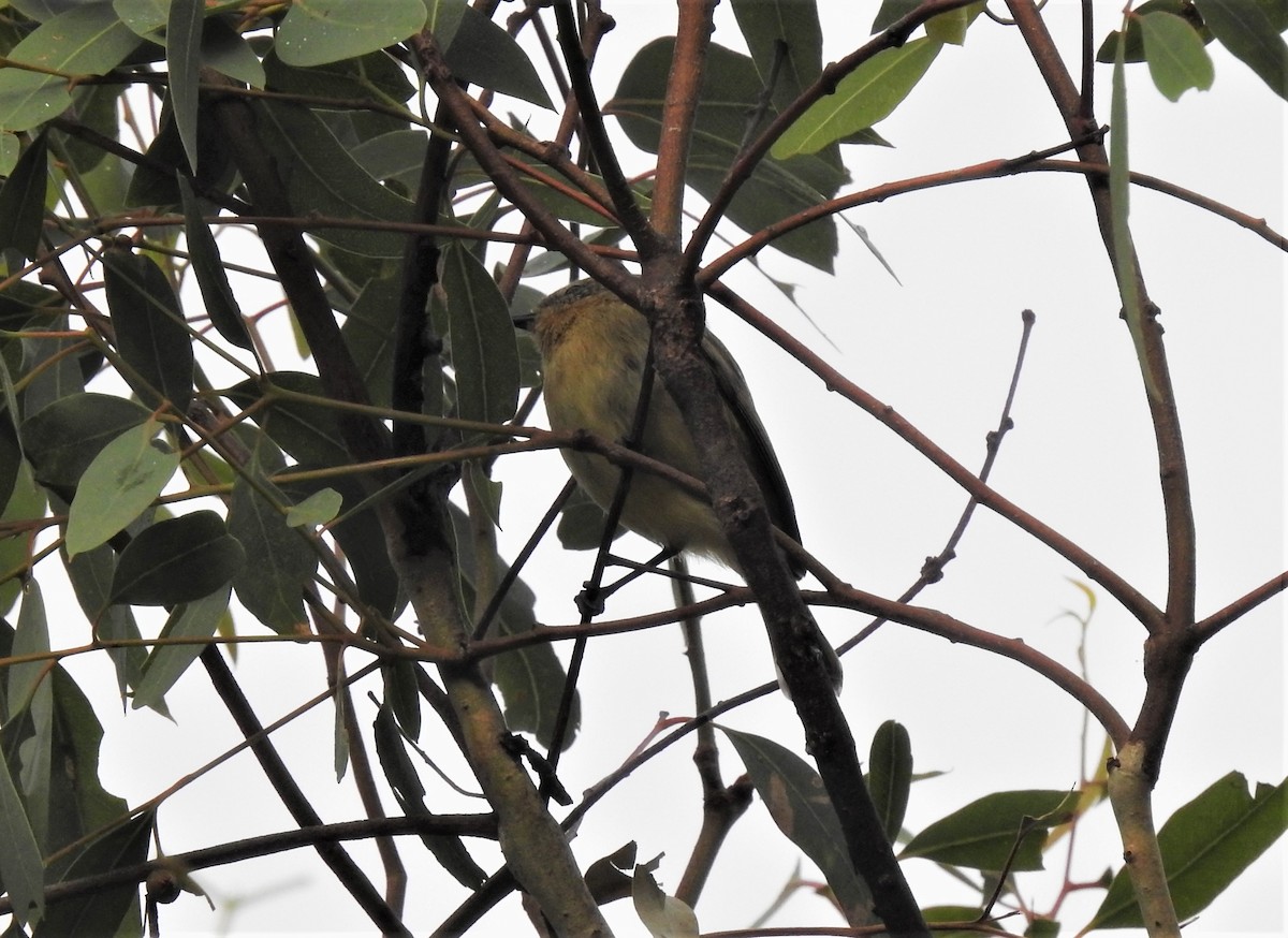 Yellow Thornbill - Helen Li