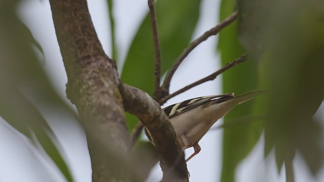 נחליאלי היערות - ML447003761