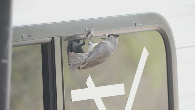 Black-crested Titmouse - ML447004011