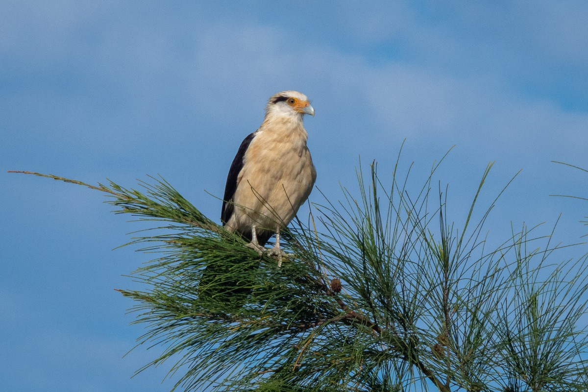 Yellow-headed Caracara - Vitor Rolf Laubé