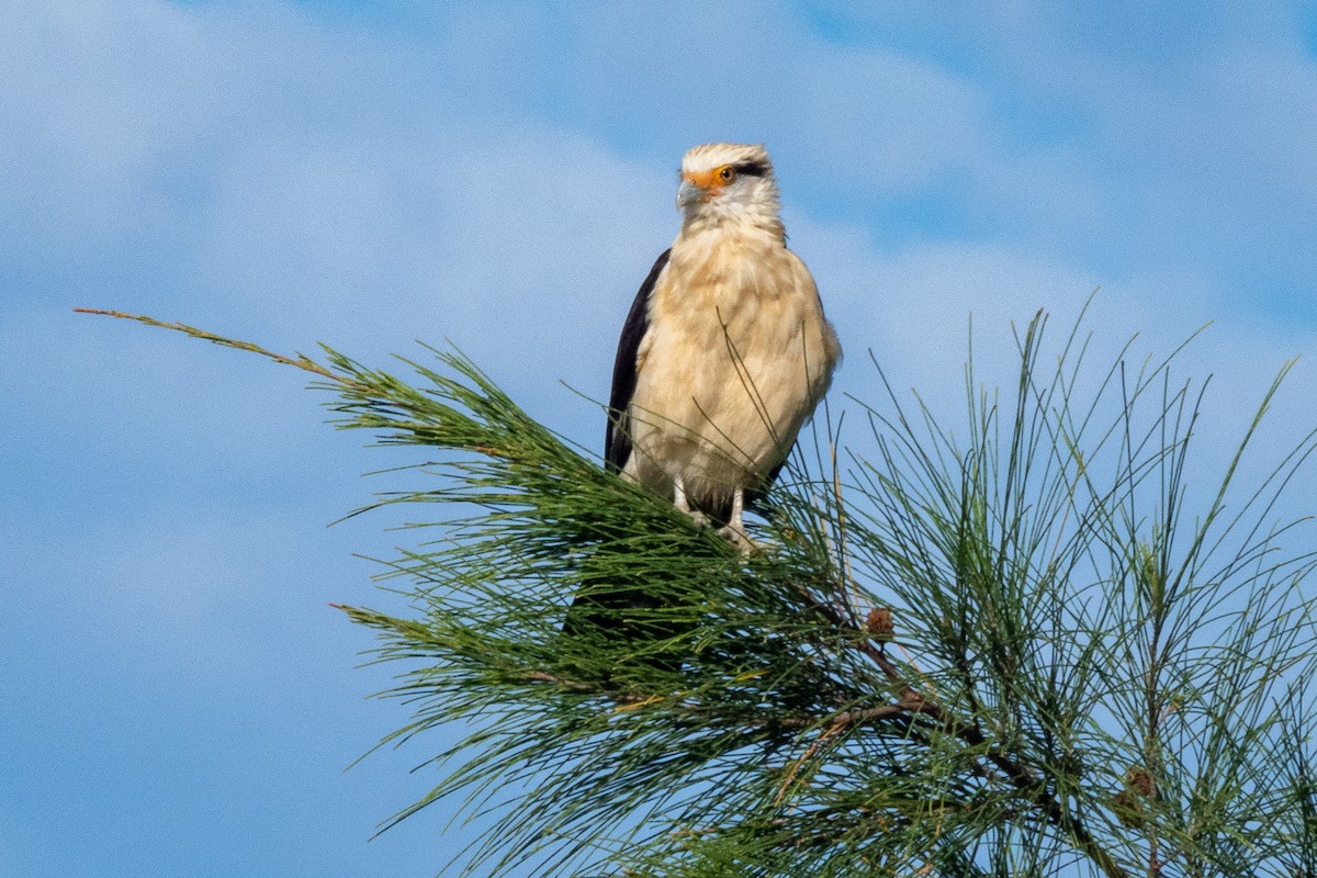 Yellow-headed Caracara - Vitor Rolf Laubé