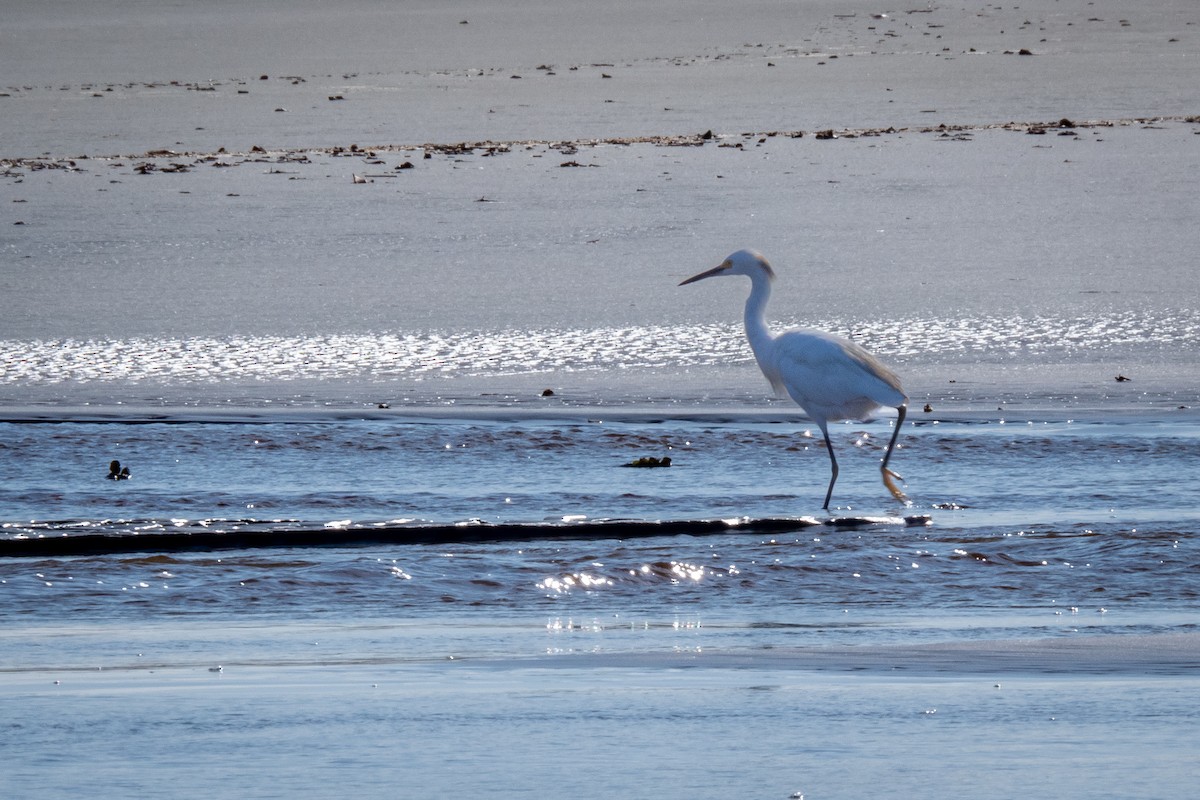 Snowy Egret - Vitor Rolf Laubé