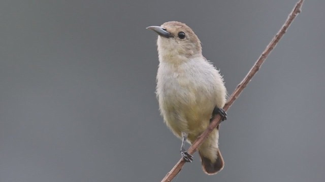 Nilgiri Flowerpecker - ML447005401