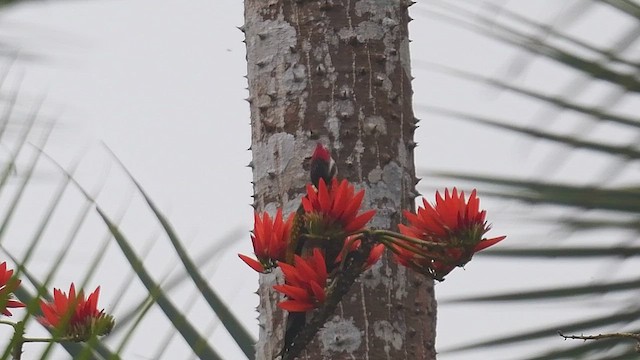 Black-rumped Flameback - ML447005501