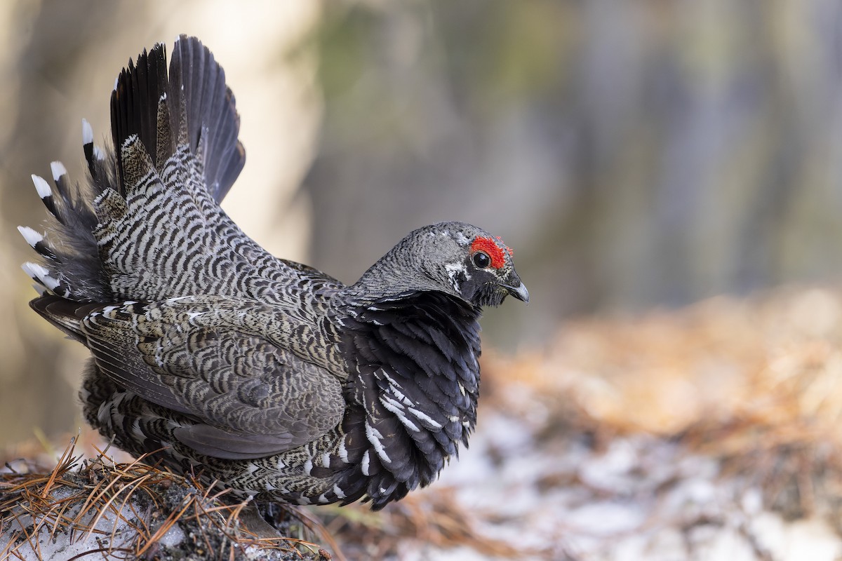 Spruce Grouse (Franklin's) - Blair Dudeck