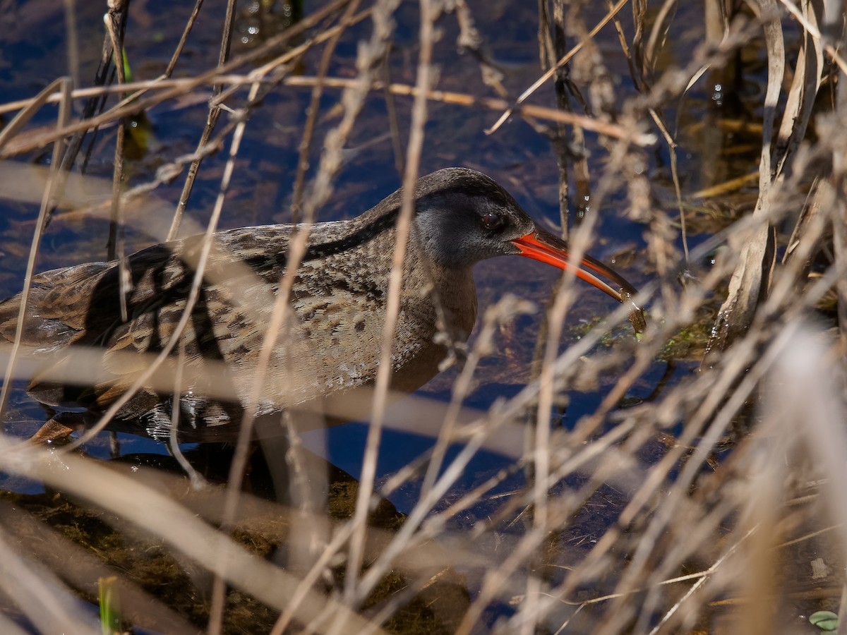 Virginia Rail - Mario Béland