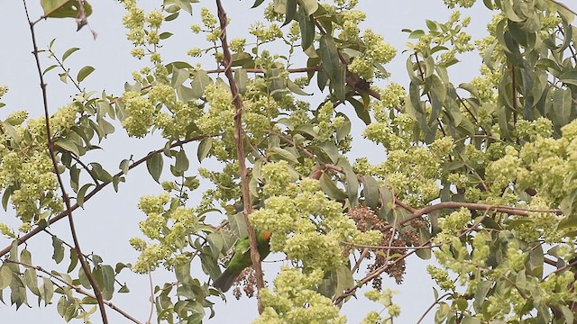 Golden-fronted Leafbird - ML447005801