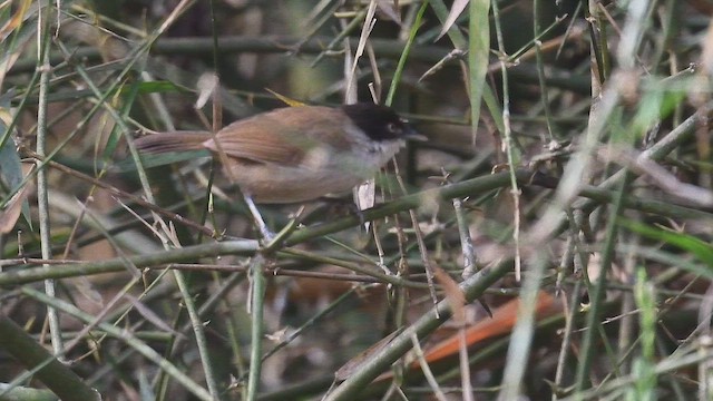 Dark-fronted Babbler - ML447006481