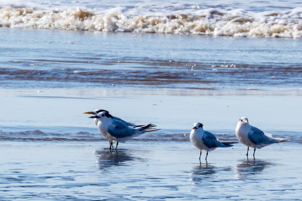 Sandwich Tern - Vitor Rolf Laubé