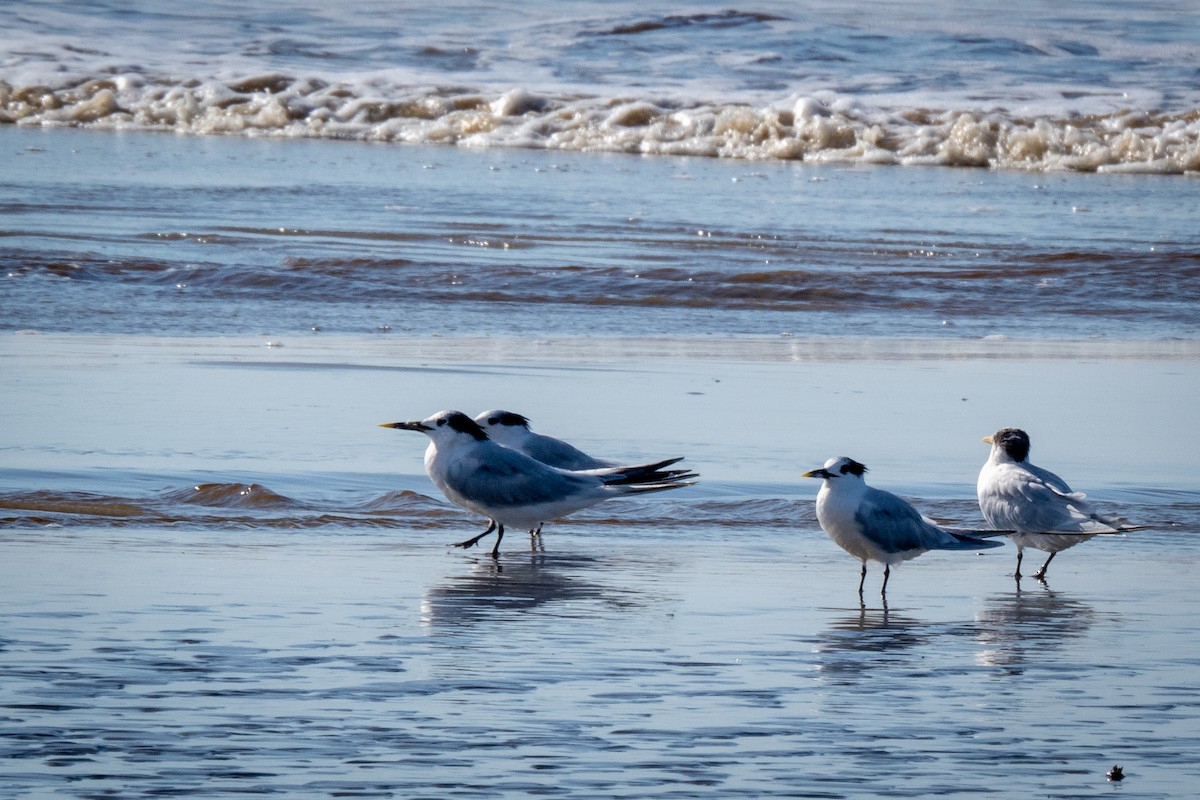 Sandwich Tern - Vitor Rolf Laubé