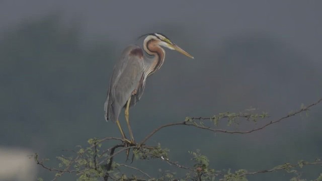 Purple Heron - ML447007281