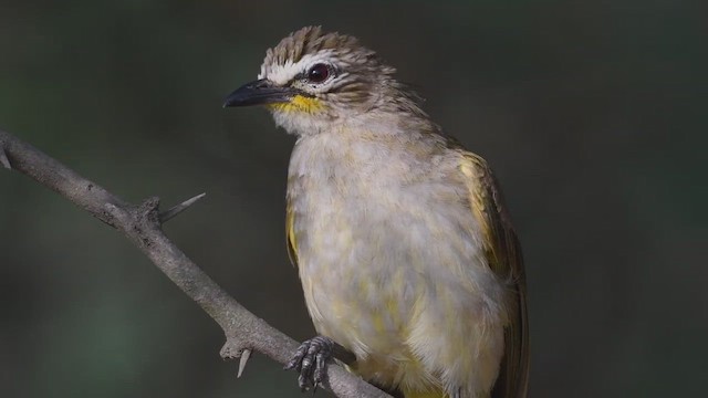 Bulbul Cejiblanco - ML447008671