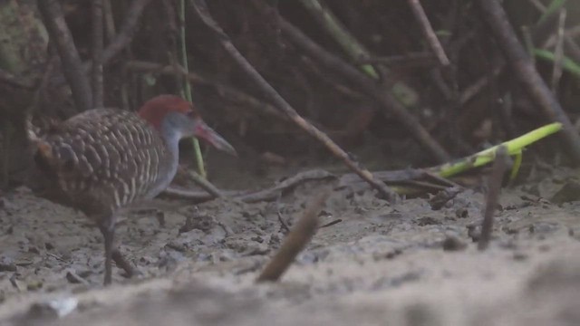 Slaty-breasted Rail - ML447008681