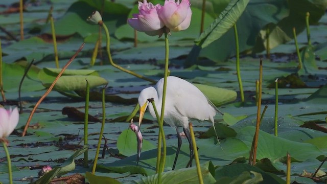 Medium Egret - ML447009031