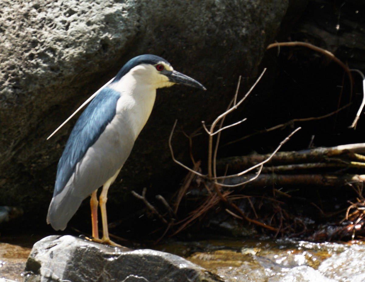 Black-crowned Night Heron - ML447009581