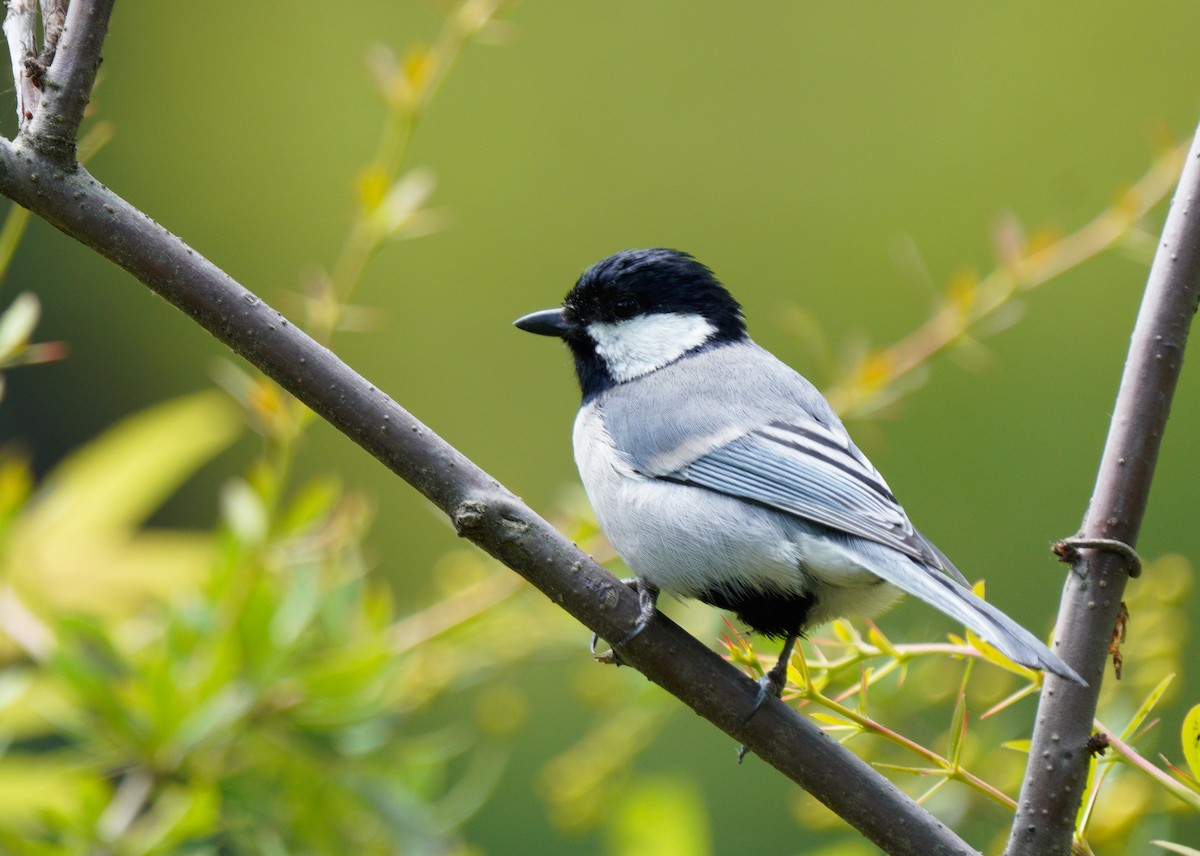 Cinereous Tit - ML447009631