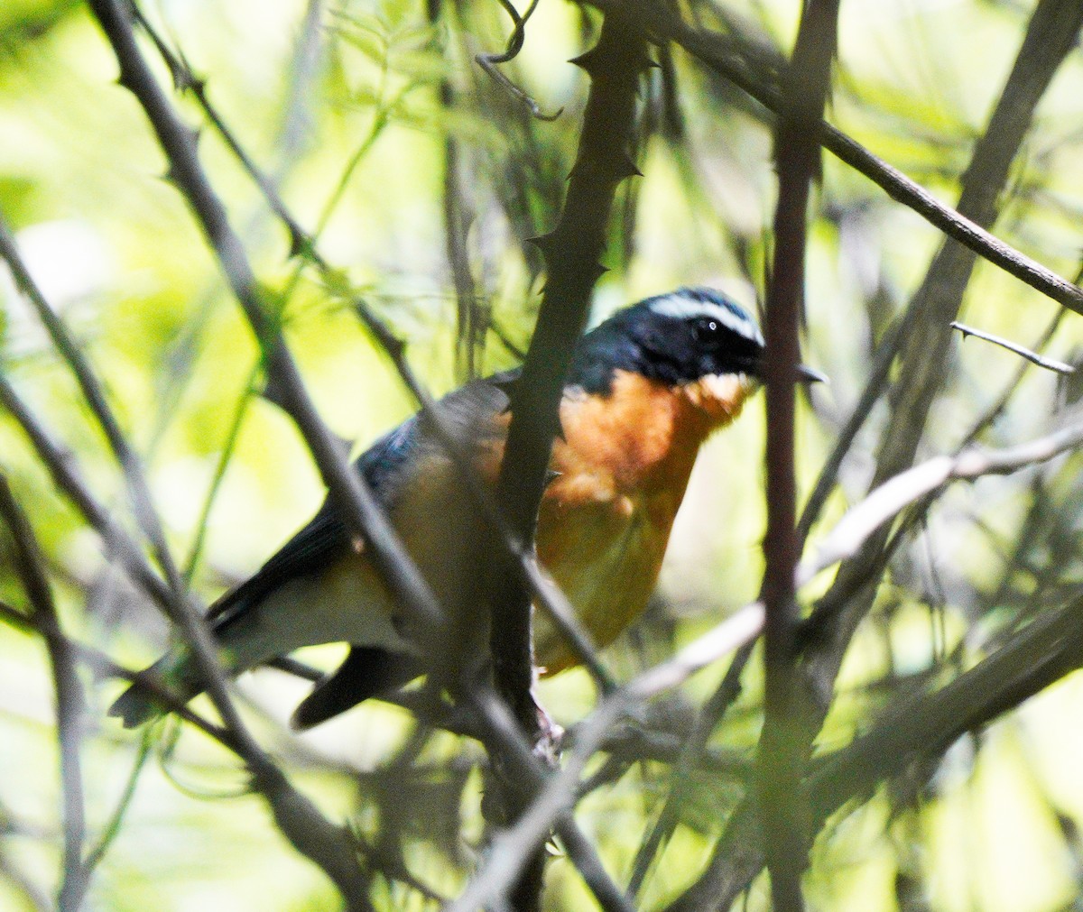 Indian Blue Robin - ML447009641