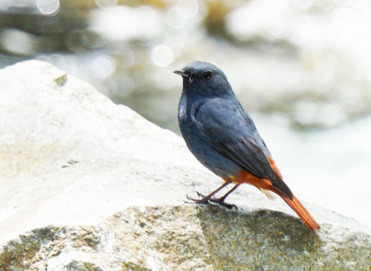 Plumbeous Redstart - Gaurav Parekh