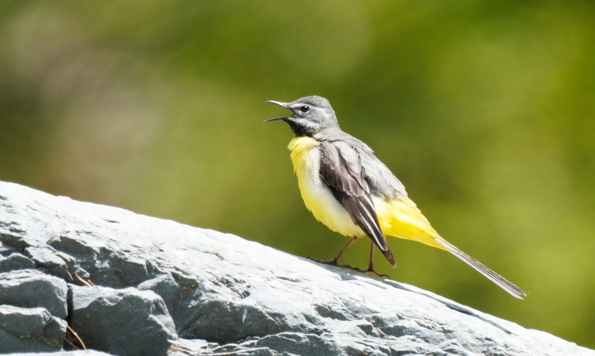 Gray Wagtail - ML447009731