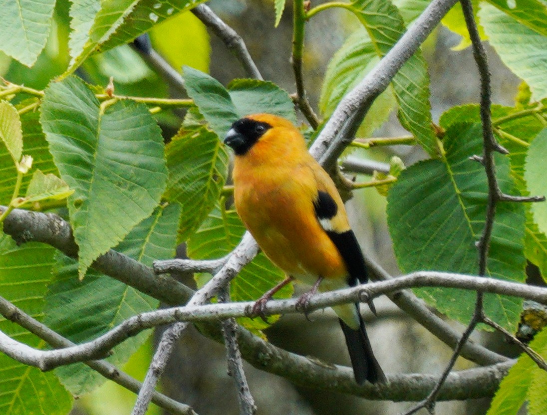 Orange Bullfinch - ML447009761