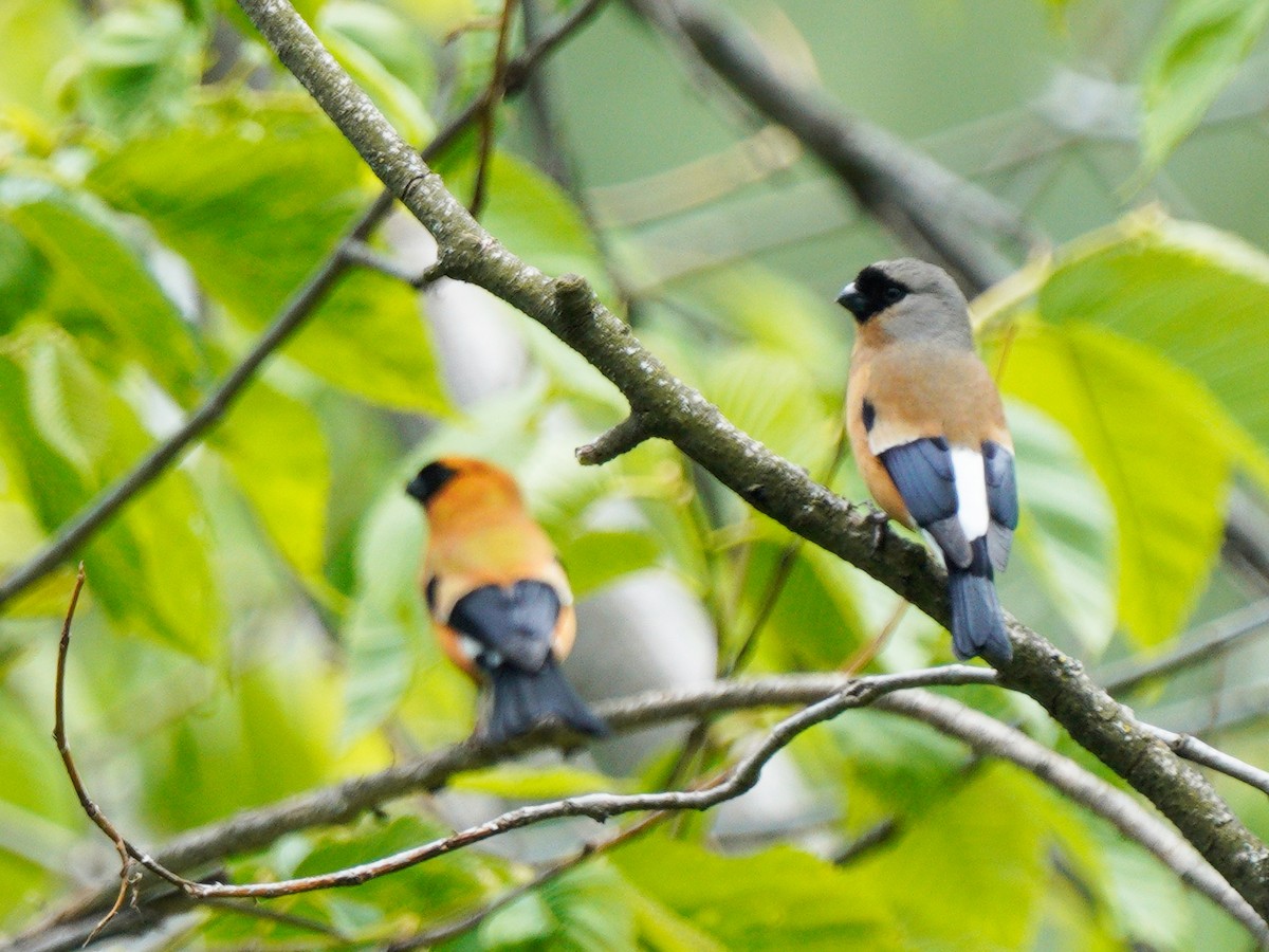 Orange Bullfinch - ML447009801