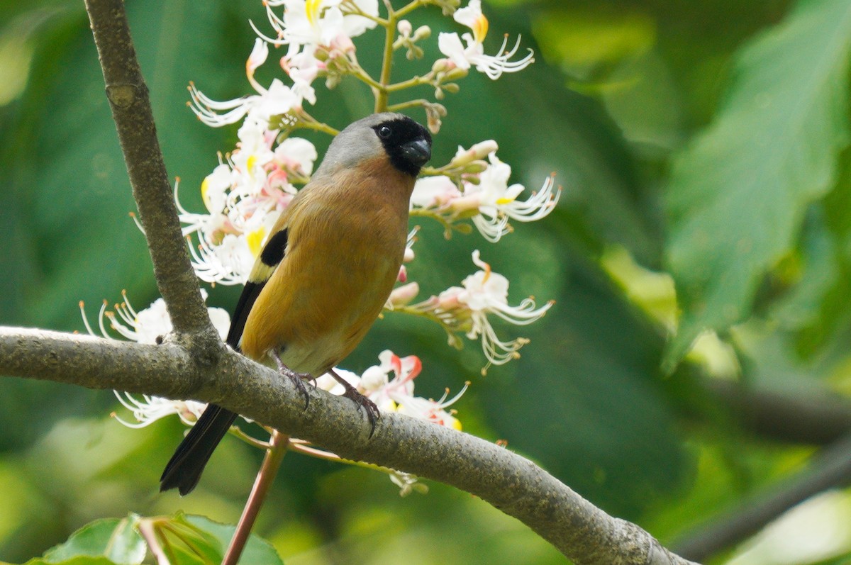 Orange Bullfinch - ML447009921