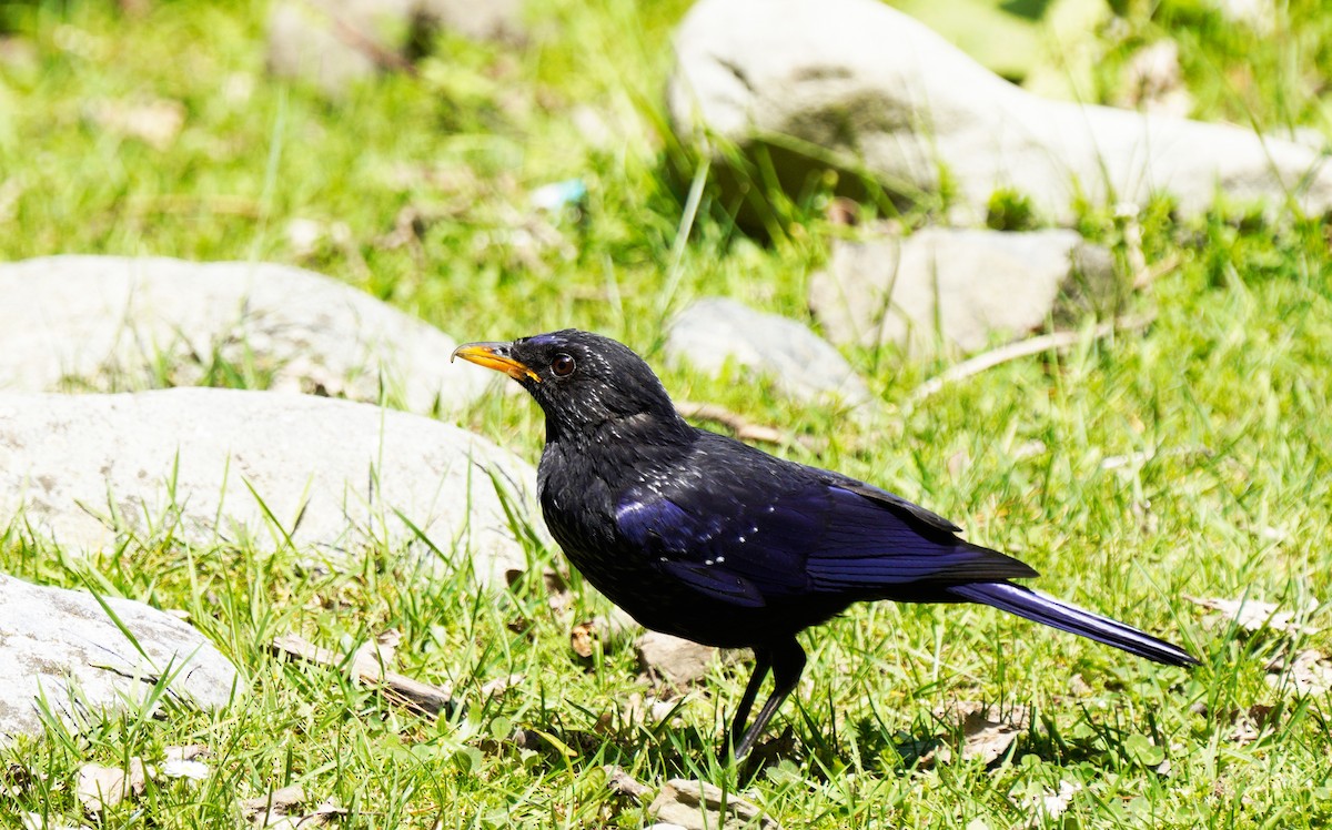 Blue Whistling-Thrush - ML447010201