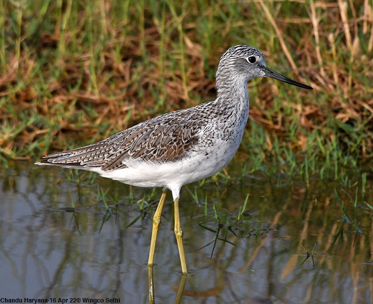 Common Greenshank - ML447010461
