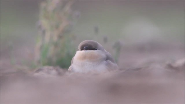 Small Pratincole - ML447010761