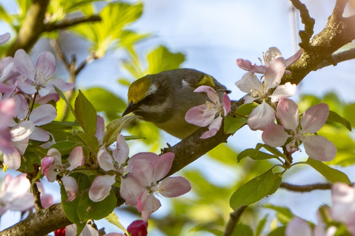Golden-winged Warbler - Ben Nieman