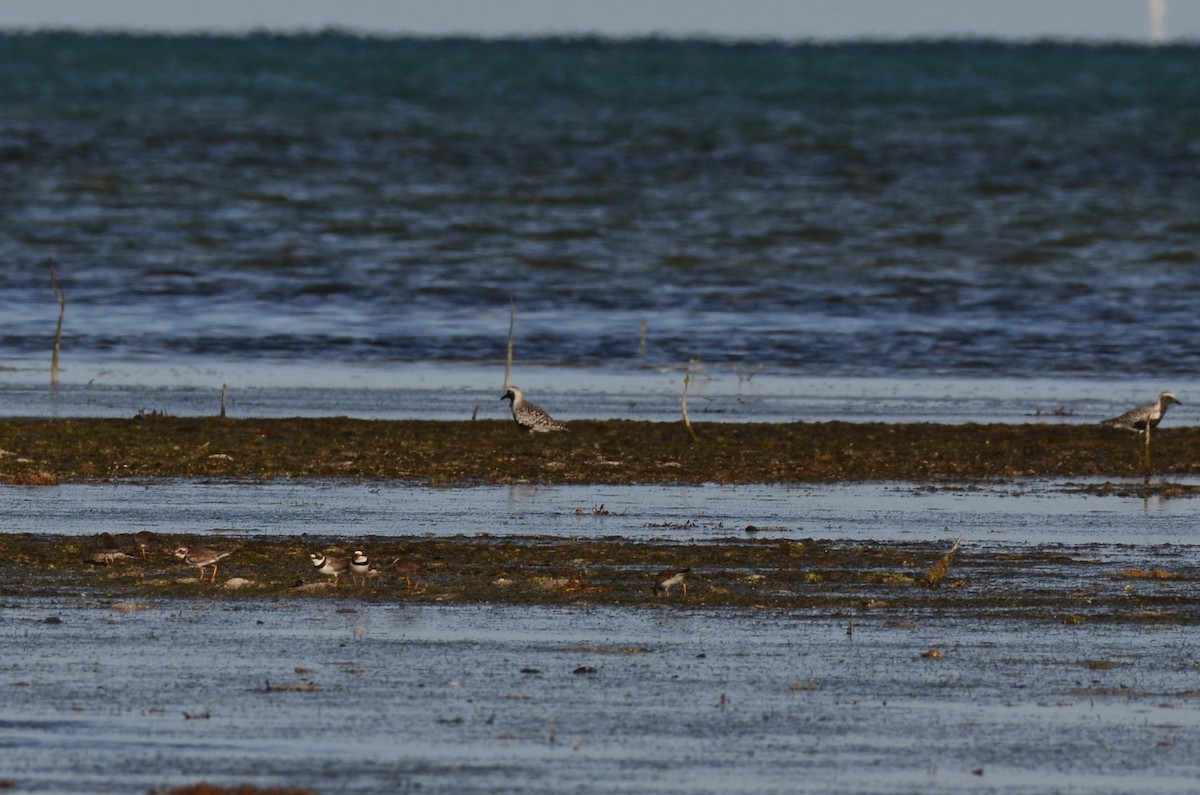 Black-bellied Plover - ML447011081