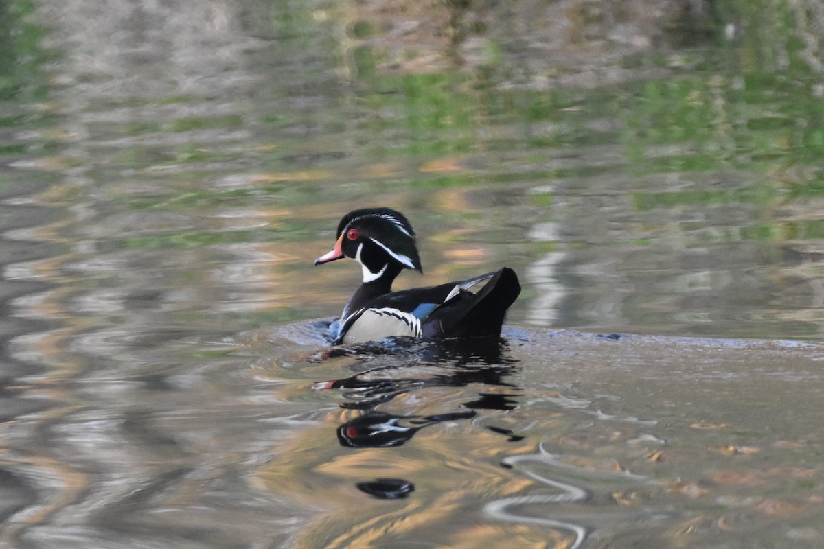 Wood Duck - ML447011091