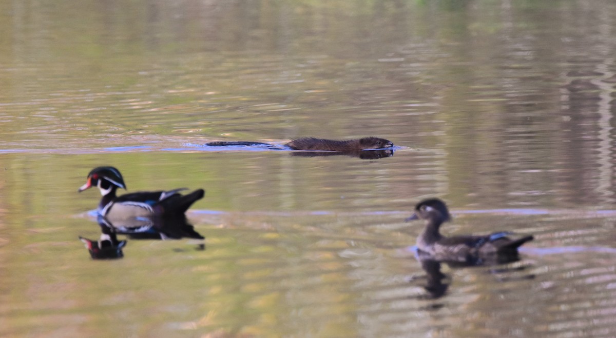 Wood Duck - Ashley Wilken