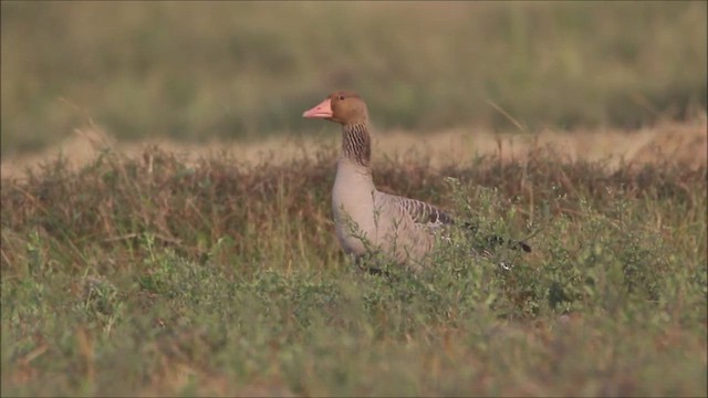 Graylag Goose - ML447011301