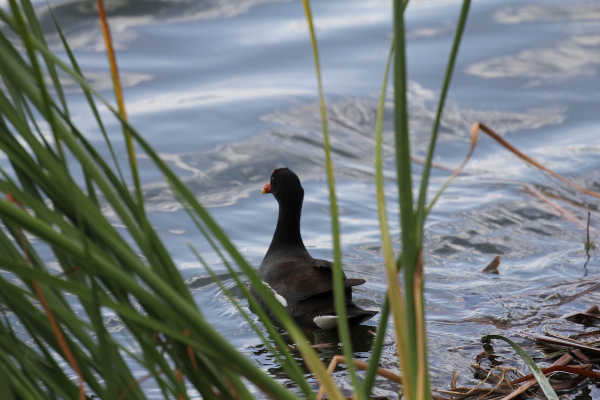 Gallinule d'Amérique - ML447011441